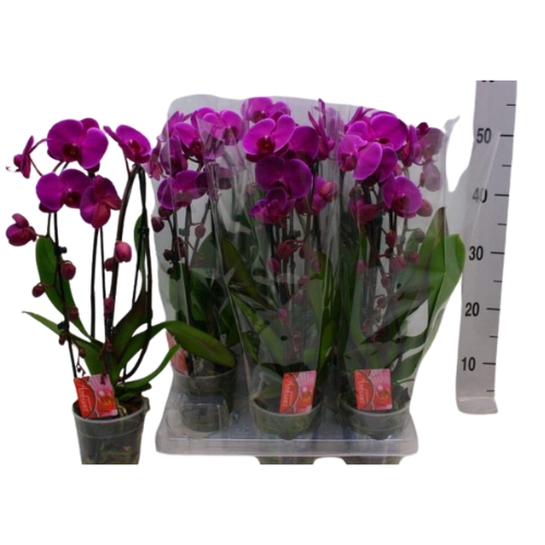 2 ágú Lila Orchidea