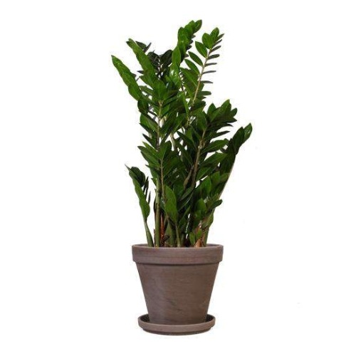 C. Zamio zamoifolia 21