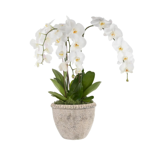Tripla orchidea kerámia kaspóban