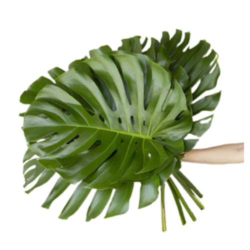Foliges Monstera XL Olasz levél