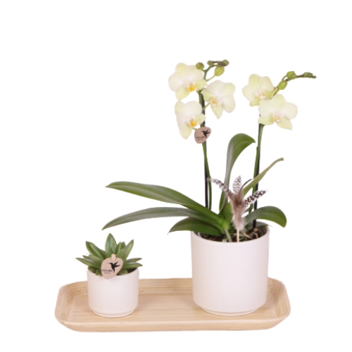 Smaragd Elegancia Orchidea kaspóban