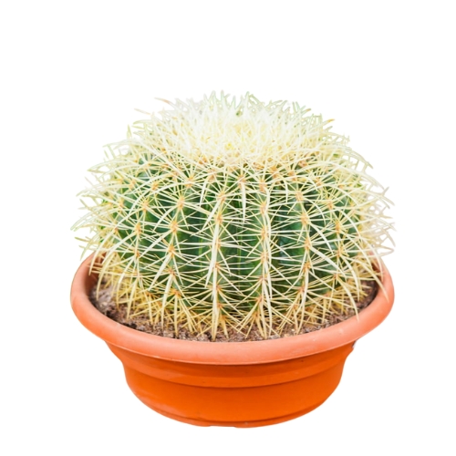 Echinocactus 25cm