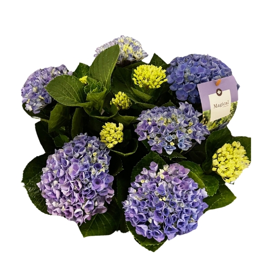 Hortenzia 23cm Magical Revolution lila