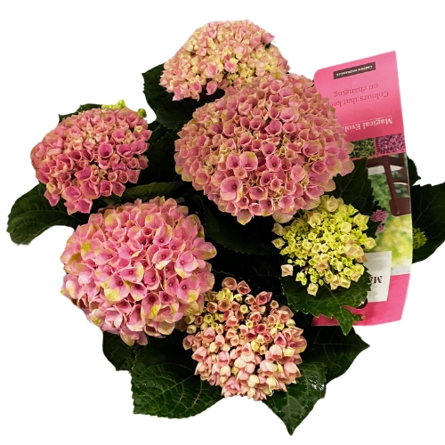 Hortenzia 23cm Magical Revolution rózsaszín
