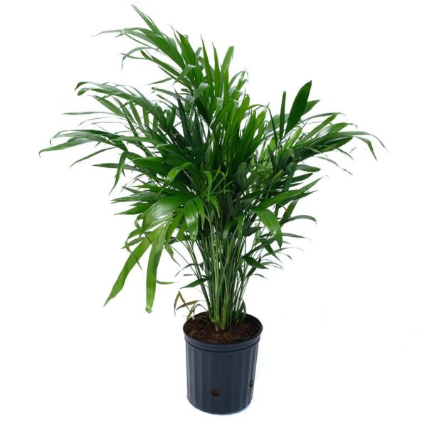 Bambuszpálma (Chamaedorea elegans)