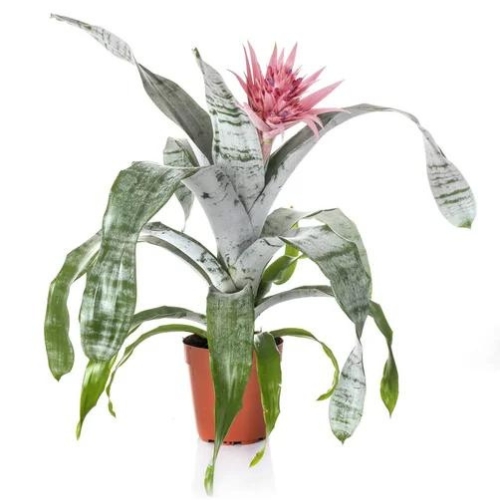 Csíkolt lándzsarózsa (Aechmea fasciata)
