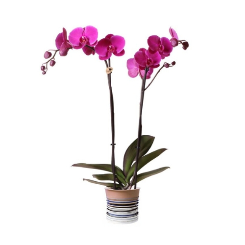 Sötétrózsaszín Phalaenopsis orchidea