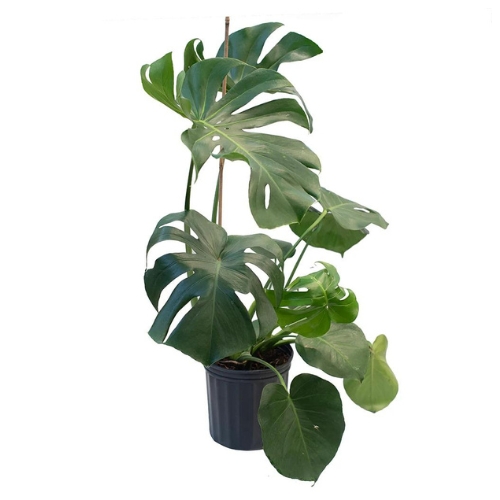 Svájci sajtnövény (Monstera/Philodendron Swiss Cheese Plant)