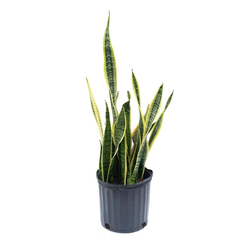 Szanzevéria (Sansevieria trifasciata) 12"