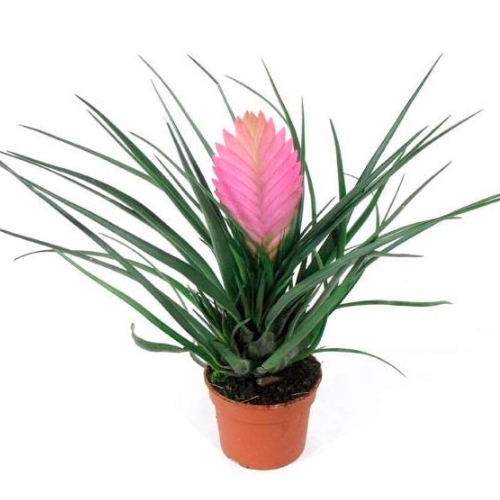 Tillandsia