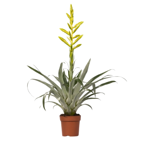 Tillandsia oersteadian (bromélia)