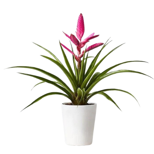 Tillandsia ‘Antonio