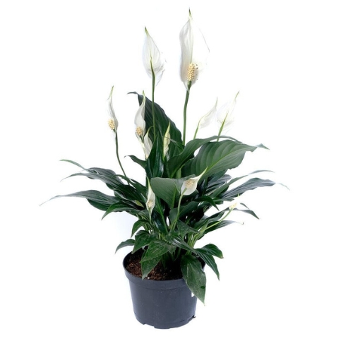 Vitorlavirág (Spathiphyllum)