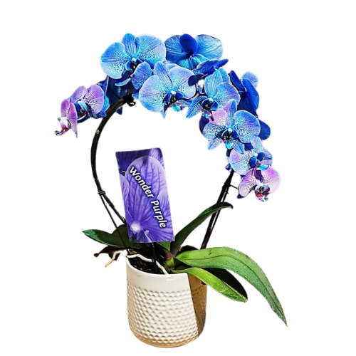 Wonder Purple orchidea (Laelia)