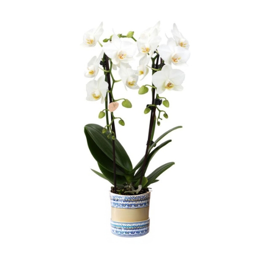 Szépséges Fehér orchidea