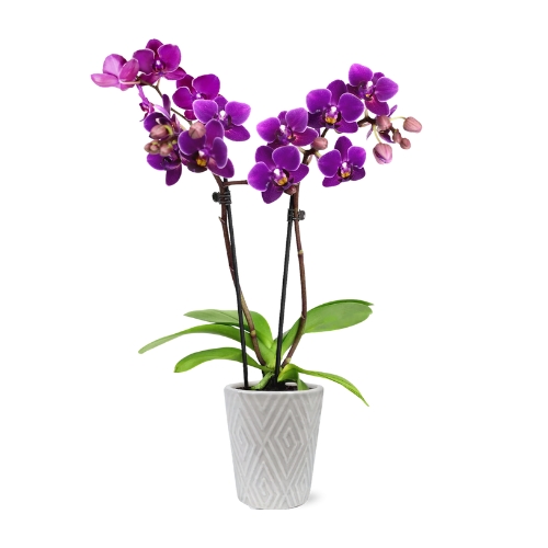 Lila Orchidea (Phalaenopsis)