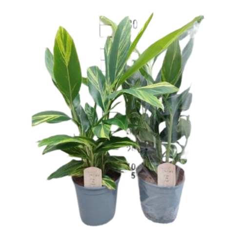 Alpinia zerumbet variegata