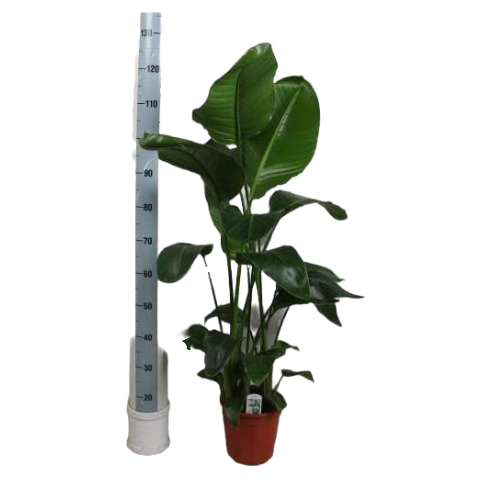 Óriás papagájvirág 130cm