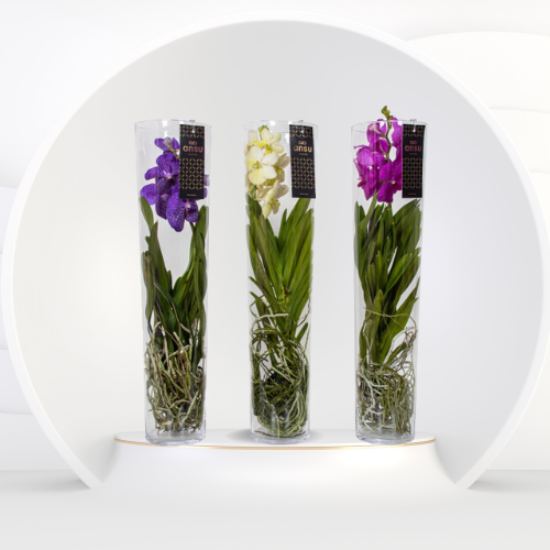 Vanda Hybrid Orchidea Kitty 17/70cm Üvegben